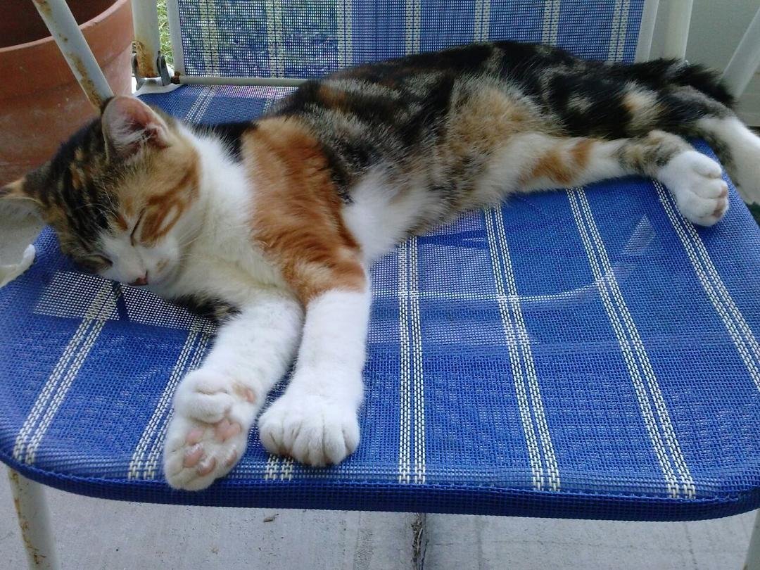 Callie my polydactal toed kitty.