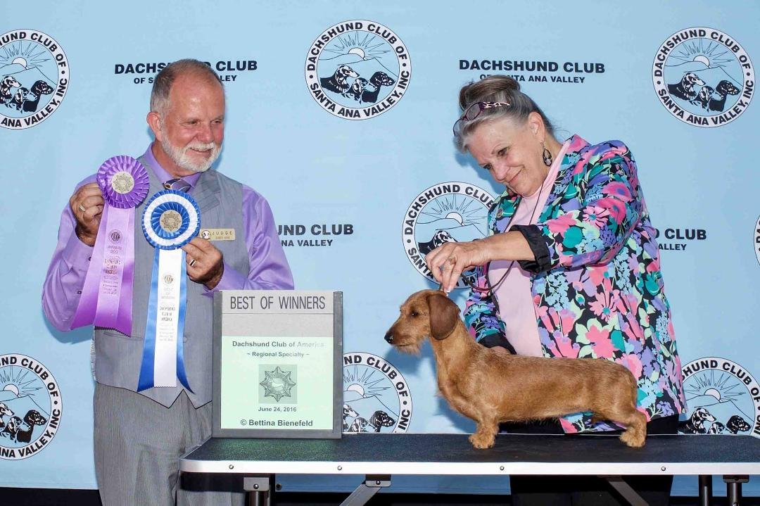 Carly winning at DCA Regional under Breeder Judge Aubrey Nash
Thank you judges!