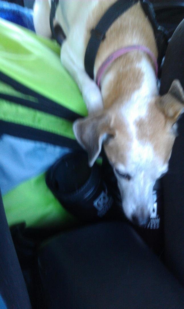 Are we having fun yet? The cat seems to be. Not sure about the dog though. LOL. Somewhere near Amarillo Texas