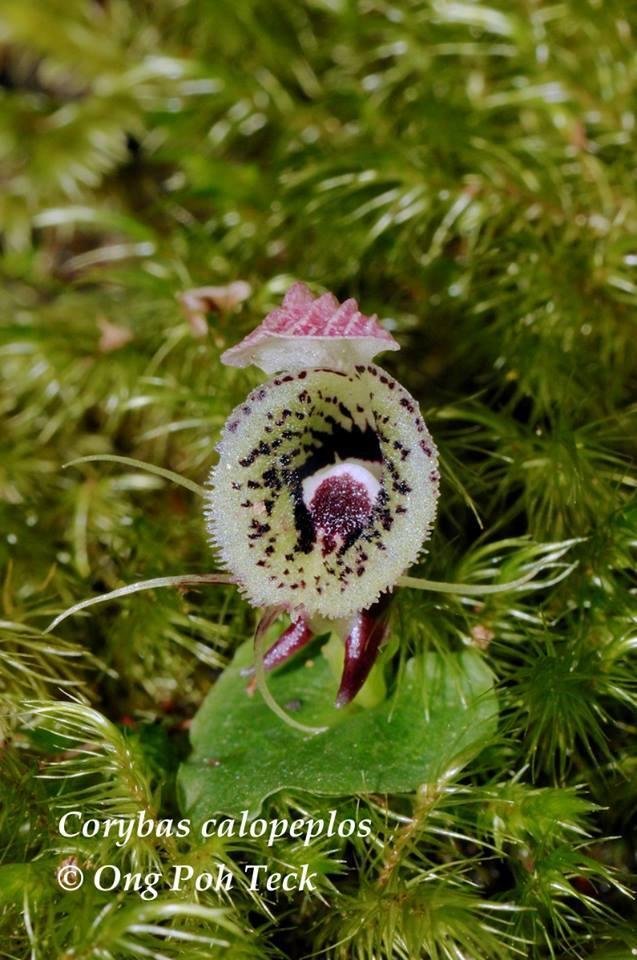 The intention is to fill up Facebook with flowers to break the saturation of negative images and videos on your timeline. If you like my post I will give you a flower to post on your timeline. I was assigned Orchid. Have a