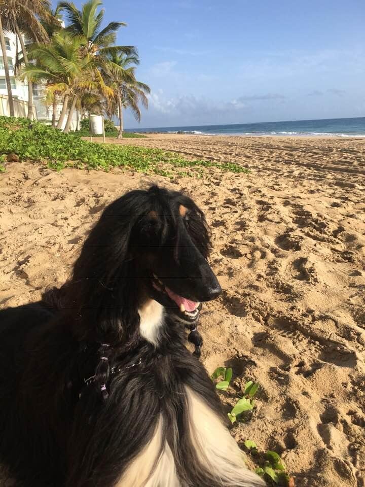 Why living on a Caribbean island can be dangerous (politics aside). When your dog gets bit by a tiny crab and screams for 3 minutes. Not used to abuse. Today all is well and on beach patrol