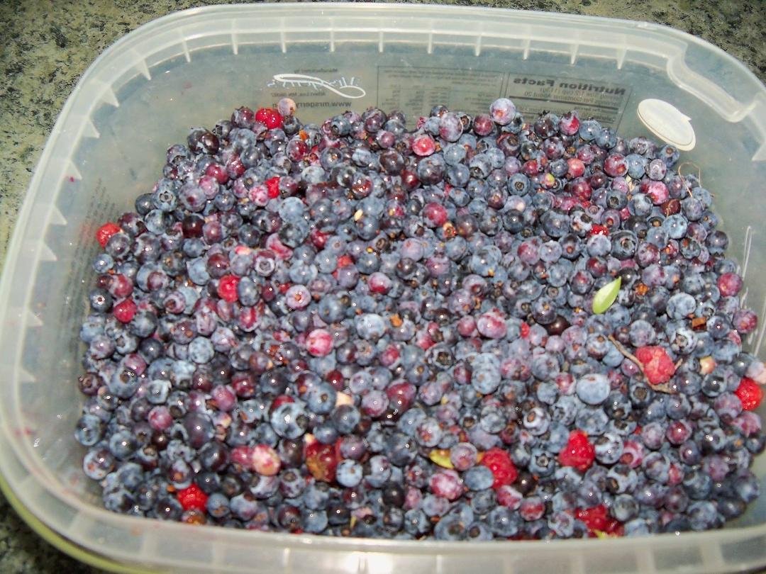 Wild blueberry picking was quite good today.
