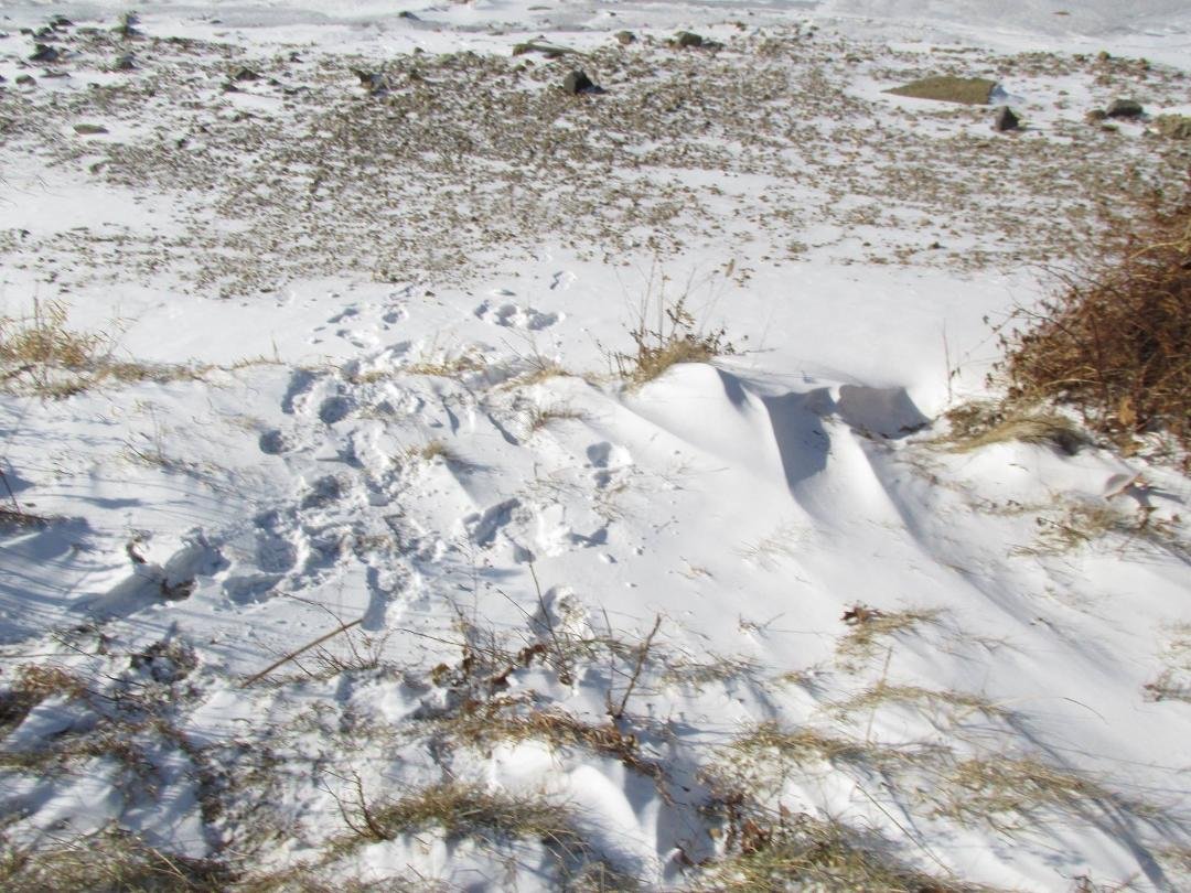 A Winter's Day in Maryland, But Not This Year!
