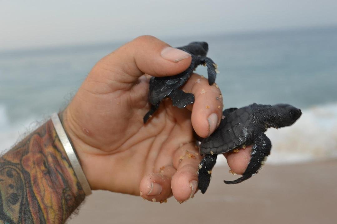 John Basile's album, Sea Turtle release Mexico 12
