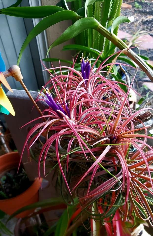 Jim Johnson's album, Mobile uploads