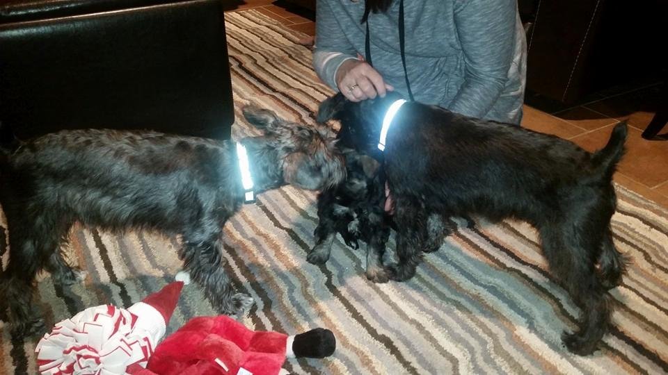 Reggie's first meeting with his cousins Rambo & Ranger went great.....Reggie said " just wait I'll be as big as you guys someday"