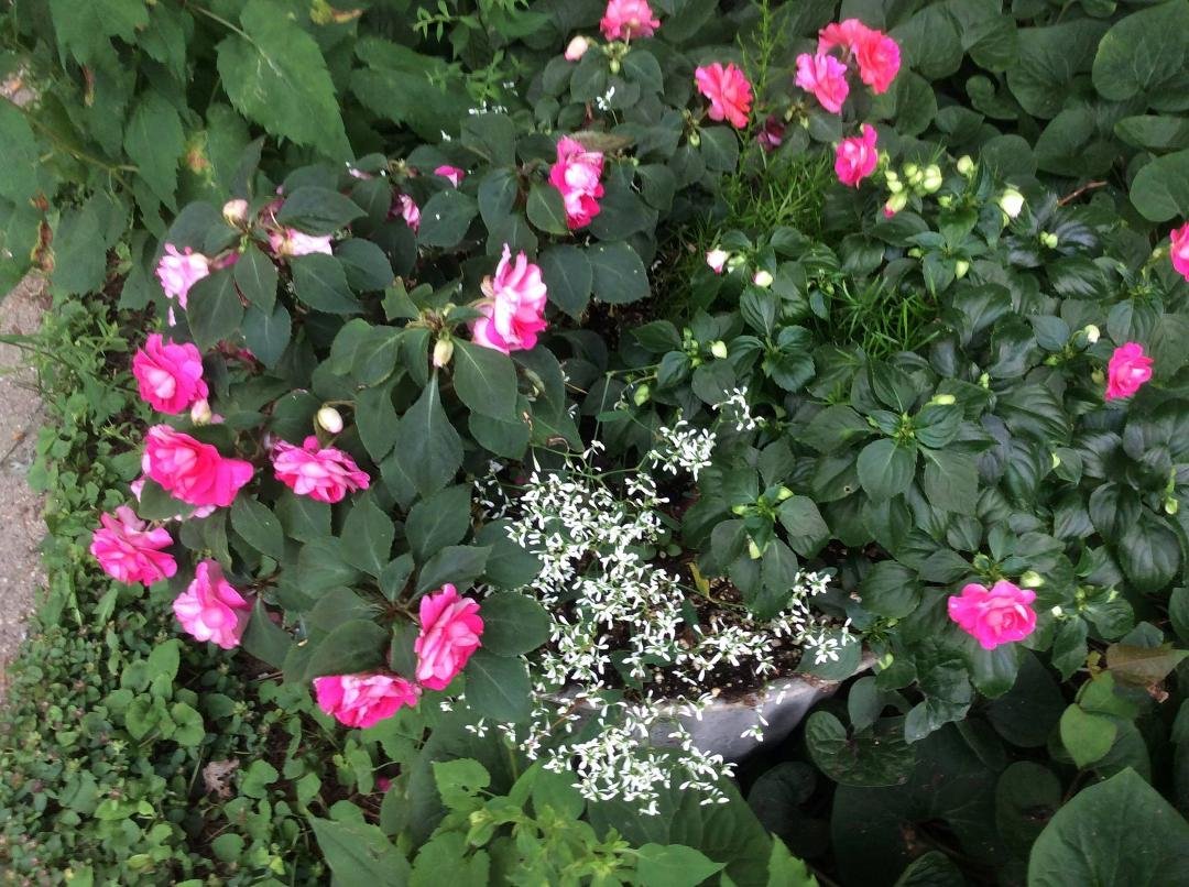 Alice Mow's album, Mobile Uploads