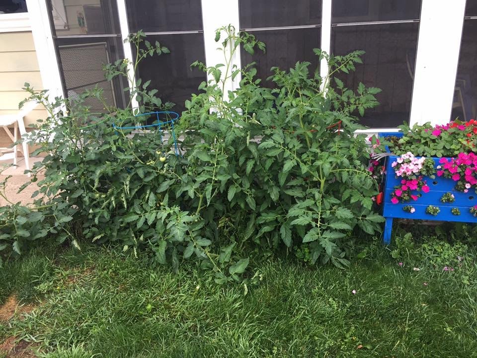 I am expecting a bumper crop of 🍅 this year.