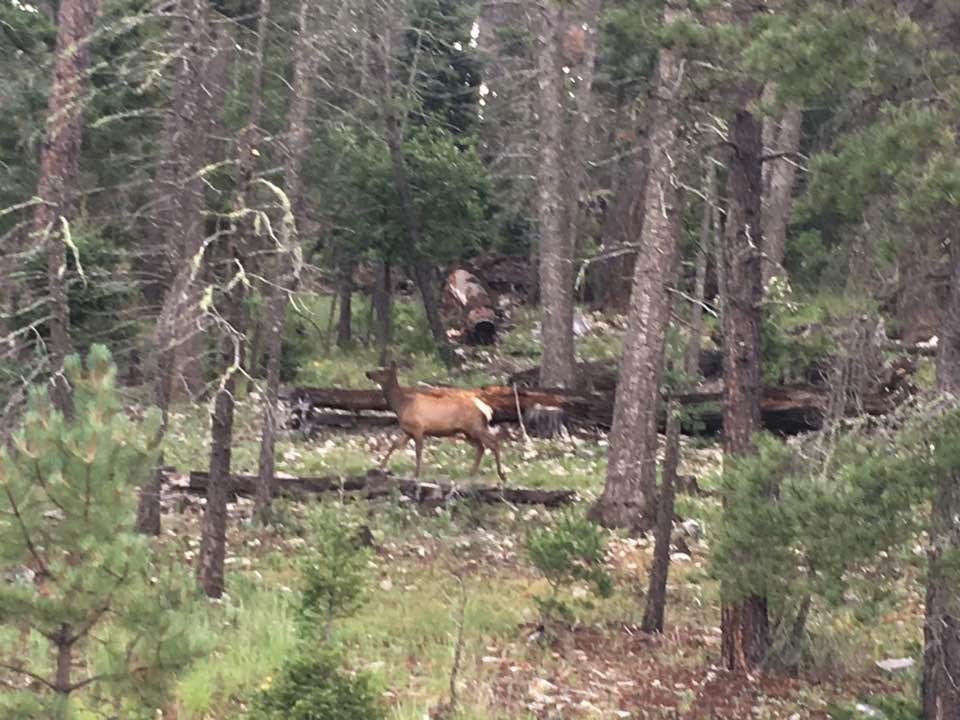 Had a visitor this am