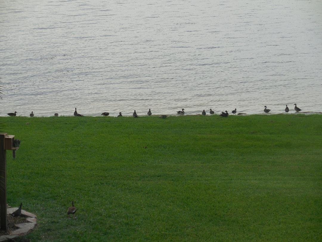 This was our backyard this afternoon. You can't say we don't have our ducks in a row.