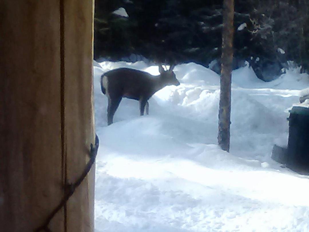Had some visitors. For lunch at the cabin to day.so peaceful here I love it.