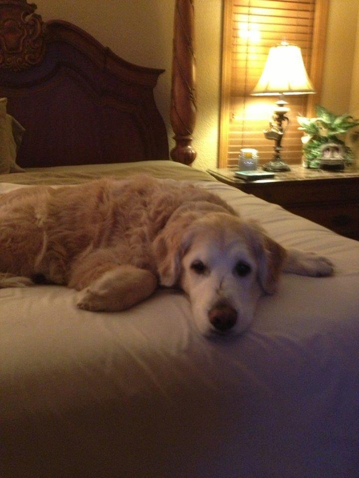 Happy Valentine's Day❤❤❤
Spending the evening with
Cordy while Joe is at Daytona.Where would you want to be???????:):):)