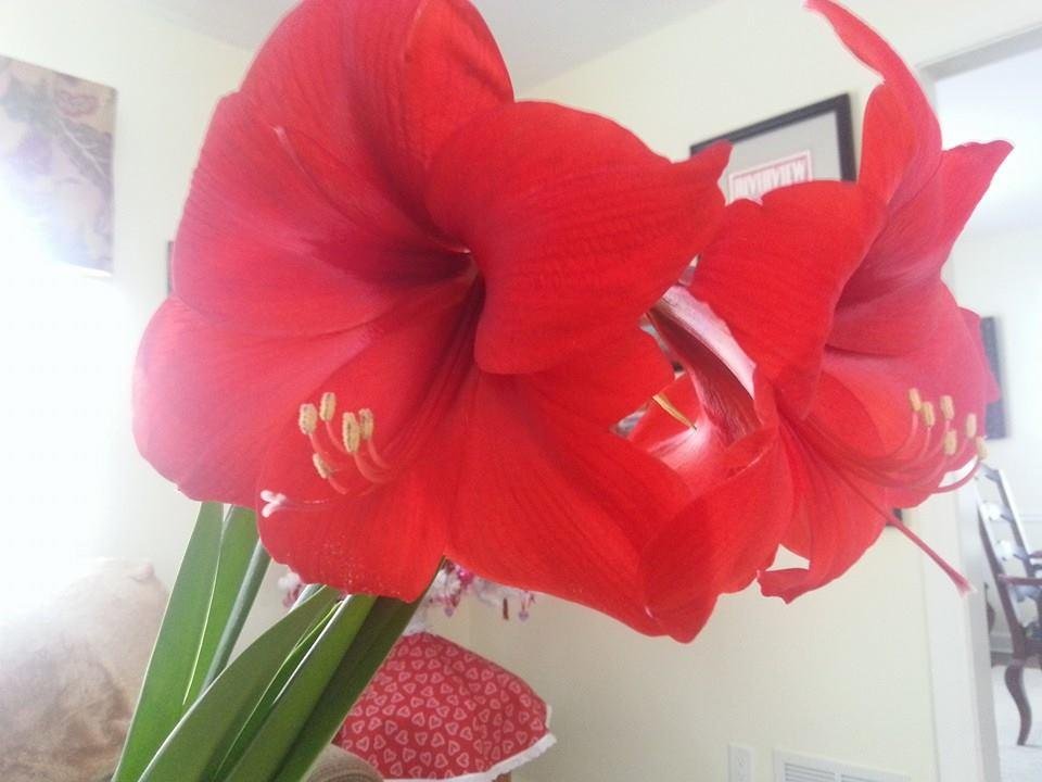 Still blooming very well