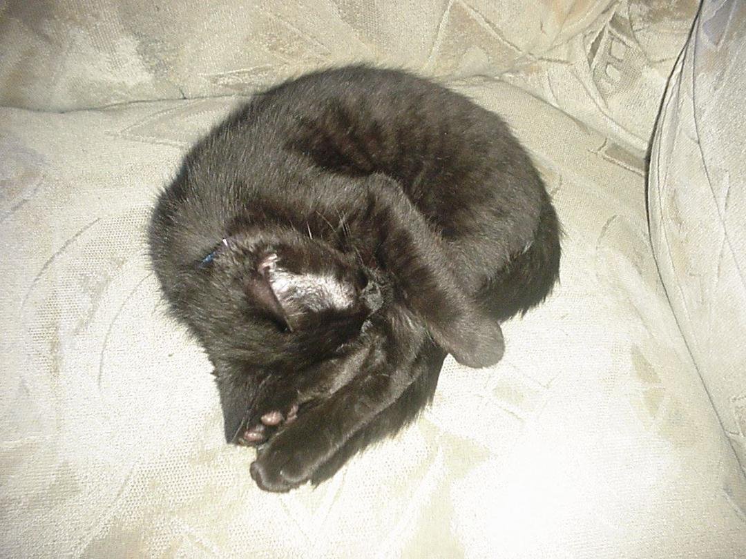 This is my kitten Hades, shortly after I brought him home in June of 2002. This is thanks to my sister.