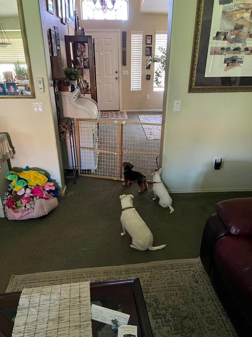 Here are our three girls waiting for us to get home from our vacation.