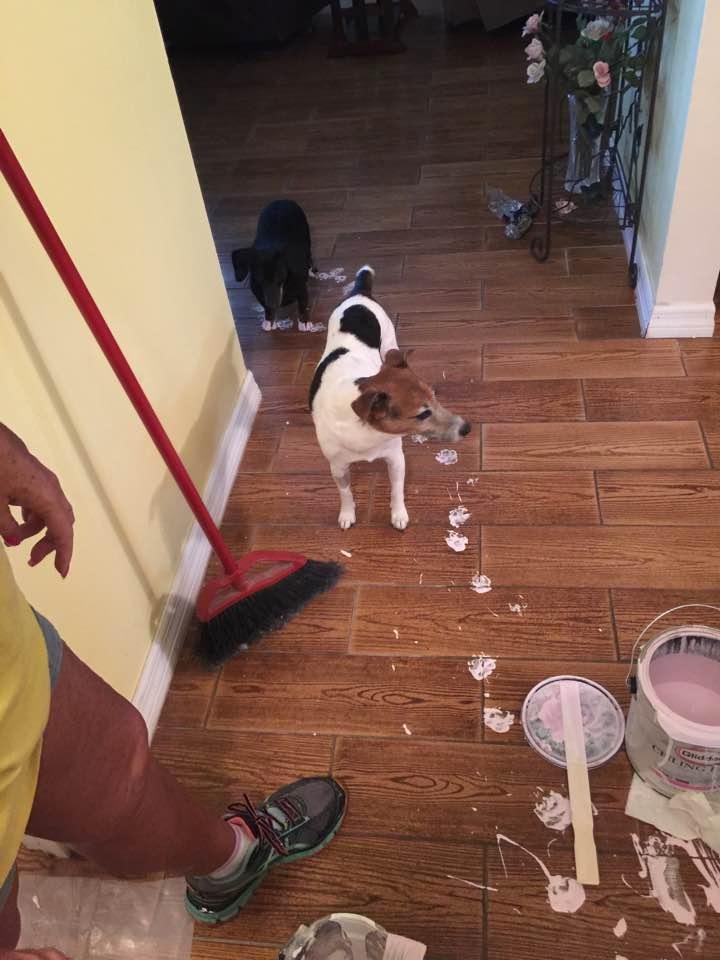 Guess who ran through the paint pan