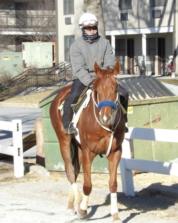 Belmont Race Track 
Sunday, January 24, 2021

Returning to the barn.