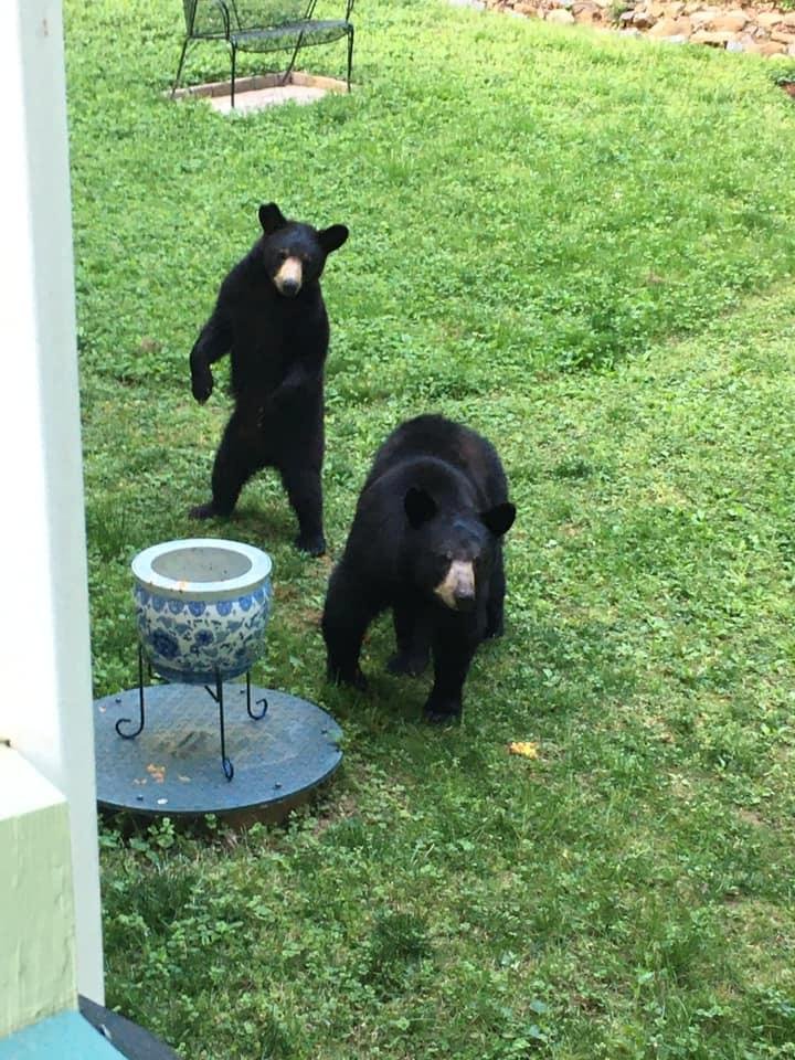 Mama and yearling cub visit us I half hour ago