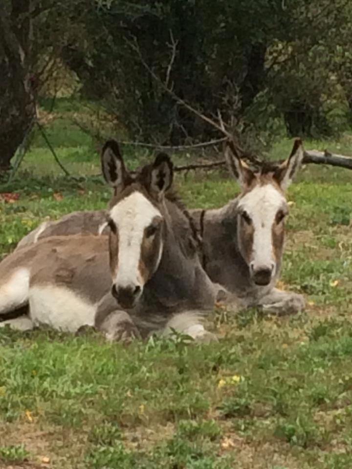Look what I found in High Rolls.....a two headed donkey!