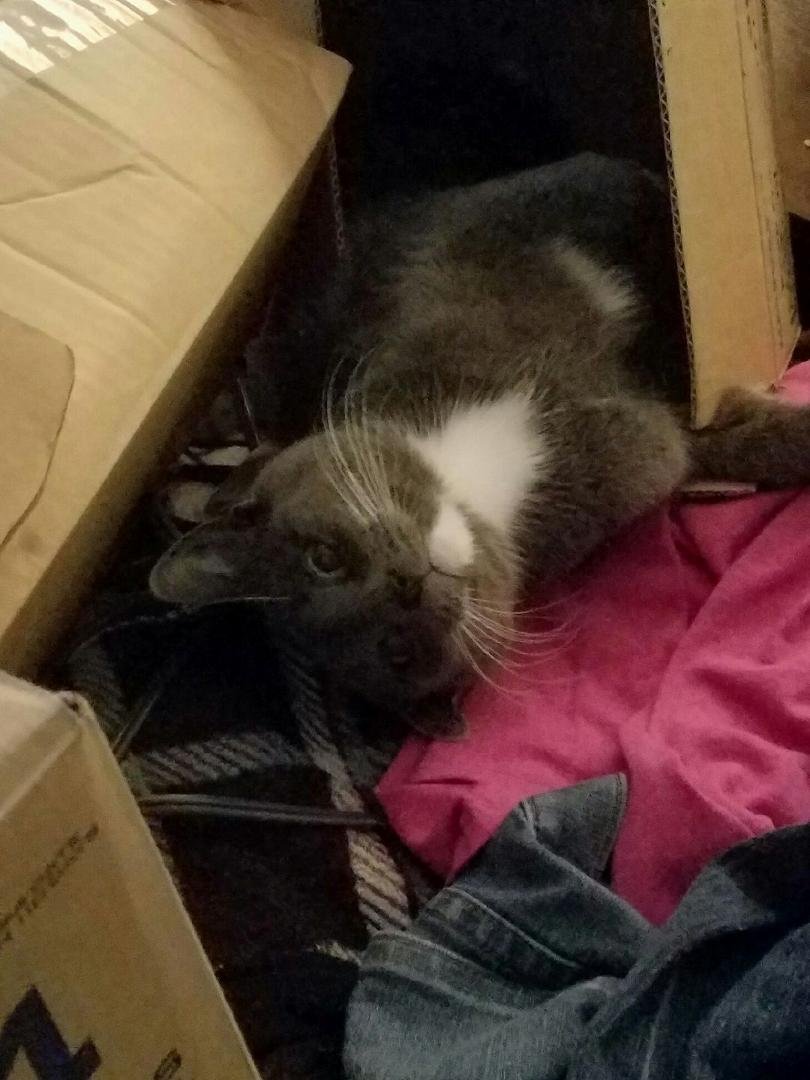 Enjoying an empty box.