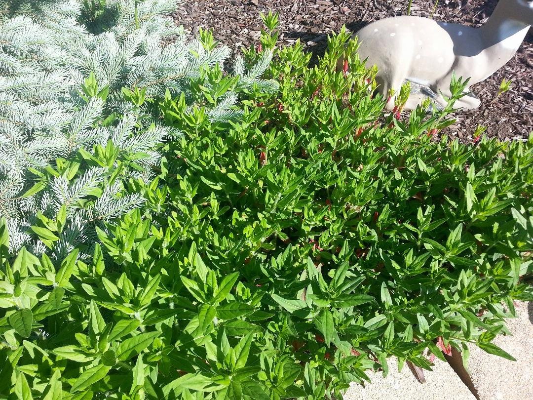 Flowers or weeds?