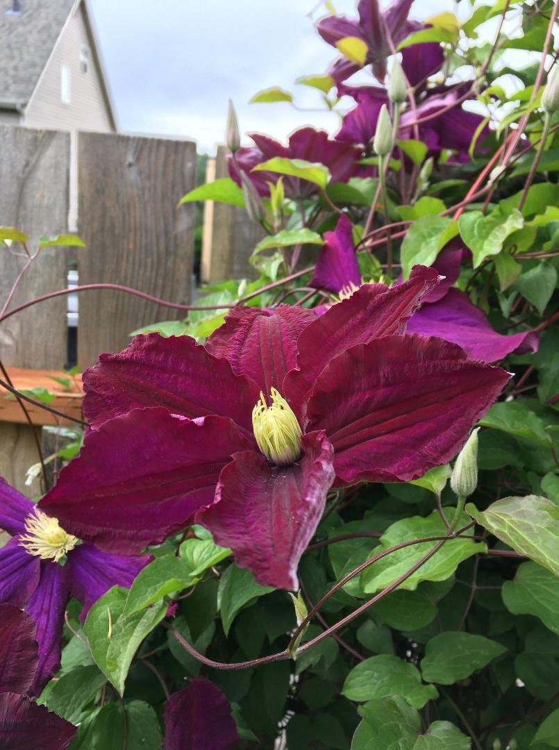 Clematis flower