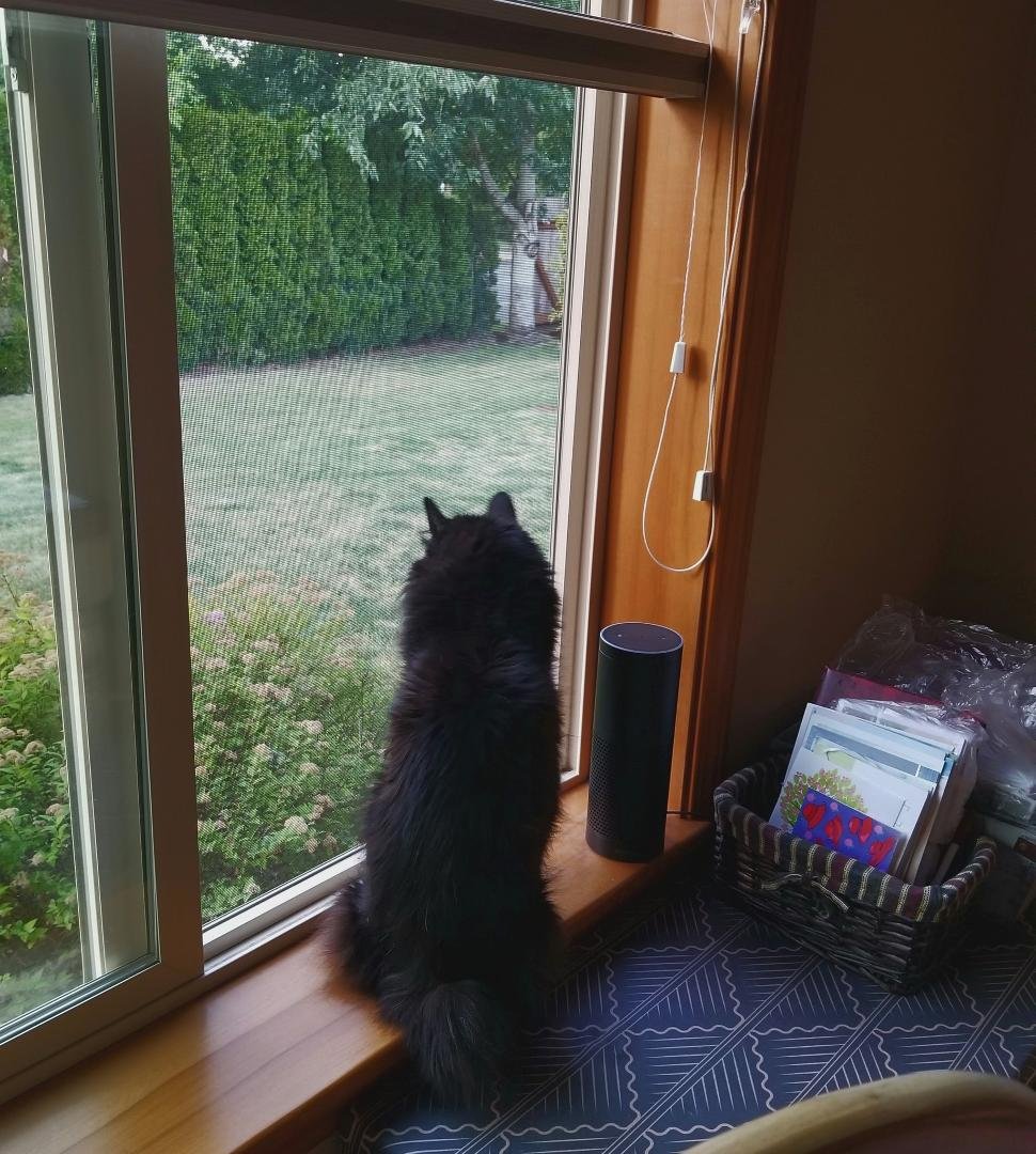 He's enjoying listening to the fireworks!
I've actually never had a pet that was afraid of fireworks.........not sure why that is. 🤔
(and some of these are really LOUD!)