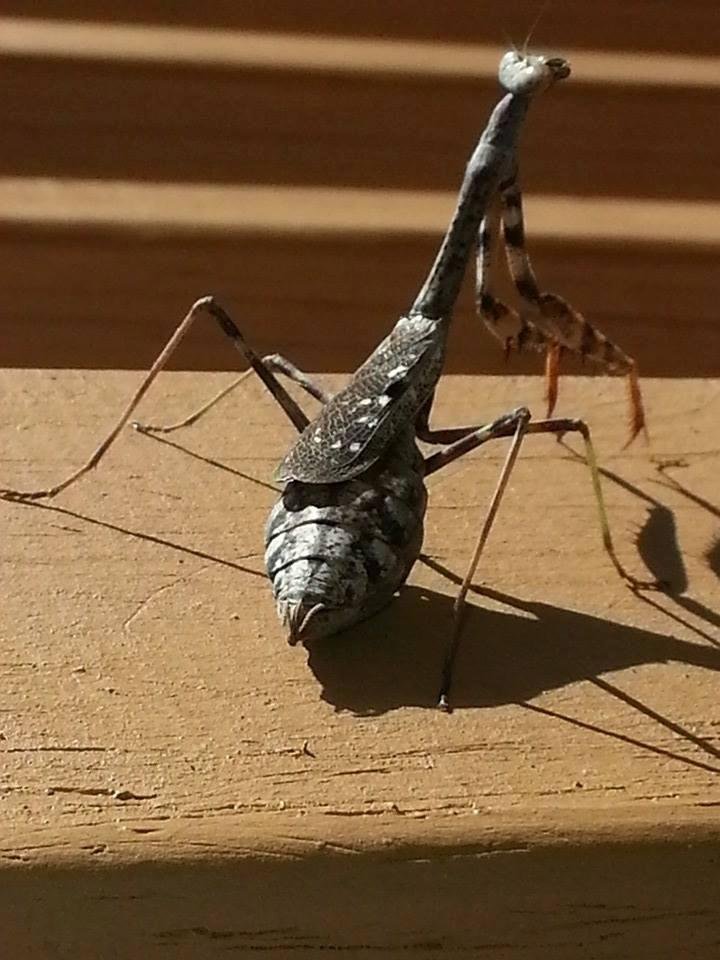 Friend of mine. Helps keep the critters down