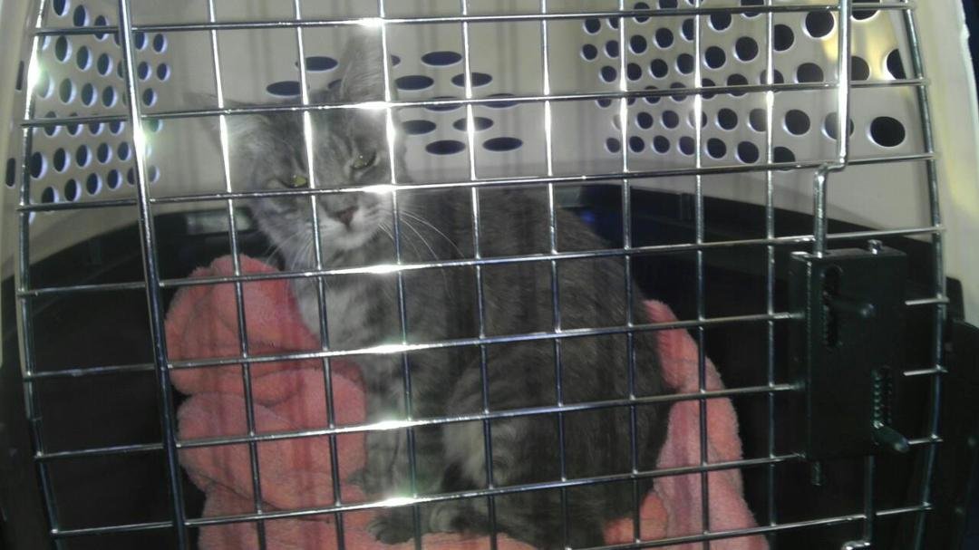Bringing new cat, Pearl, home from my moms
