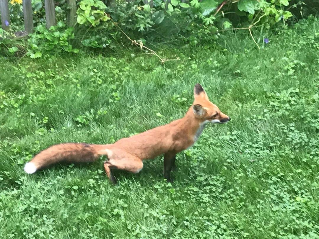 Look what just ran thru our backyard!!!
Cute tho!!