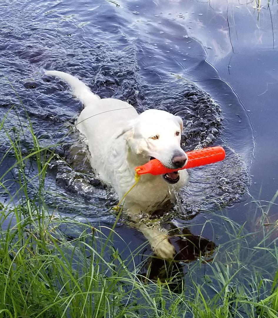 Angel LIVES for this moment!! Such a good dog.
