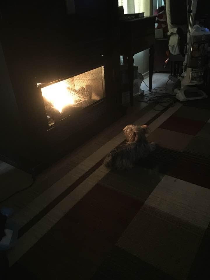 Lulu likes her new fireplace.