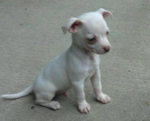 Peanut - Baby Pic - Only 8 weeks old