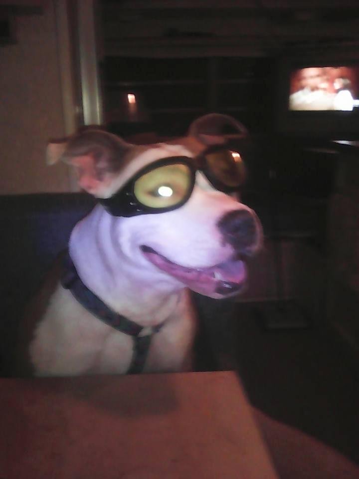 And our fat girl Flabby Abbey with her goggles.
