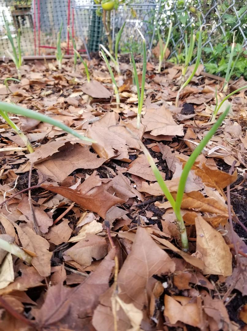 Onions breaking through.