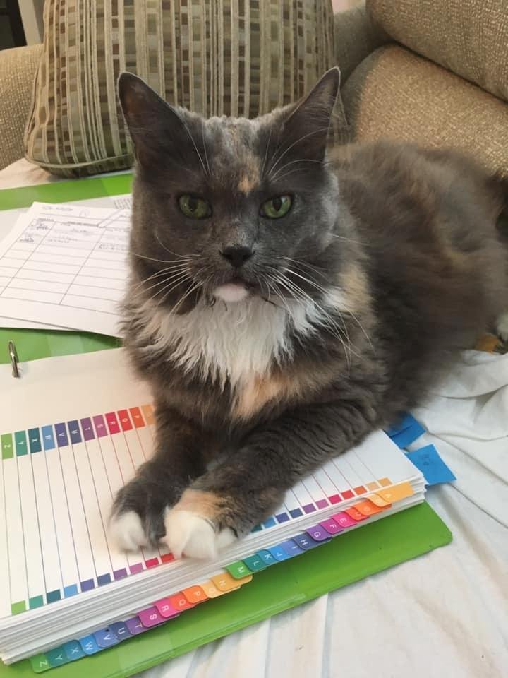 Helping me work at home