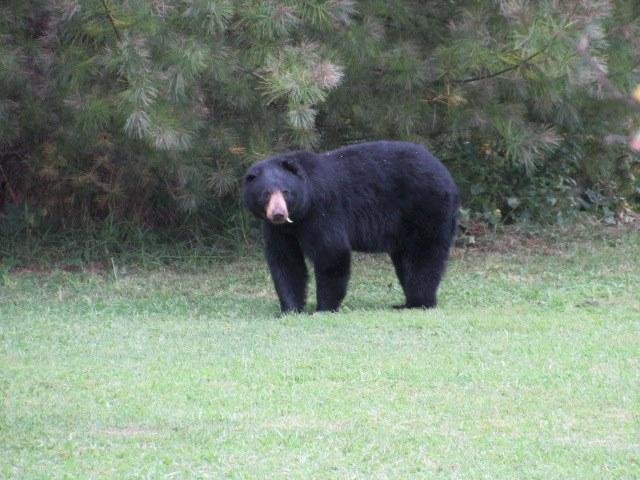 small round ears and a small hump