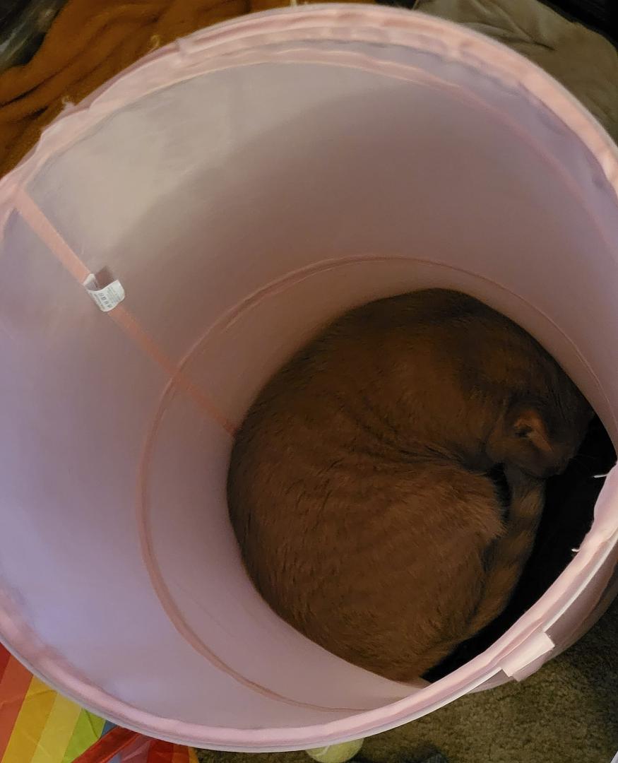 Biggie Cheese in the hamper