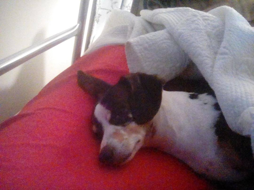 Today, July 4th, is Dexter's birthday 🎂. He's 9 years old.🐶🐕