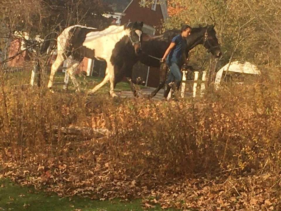 Where I grew up people walked their dogs out here it’s different. No problem last week it was cows in my front yard.