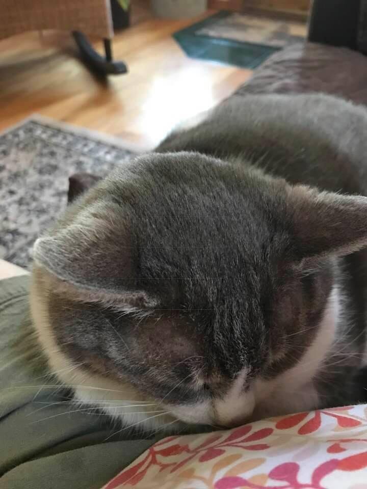 Baby girl taking a nap on momma... :). All is peaceful with the world.
