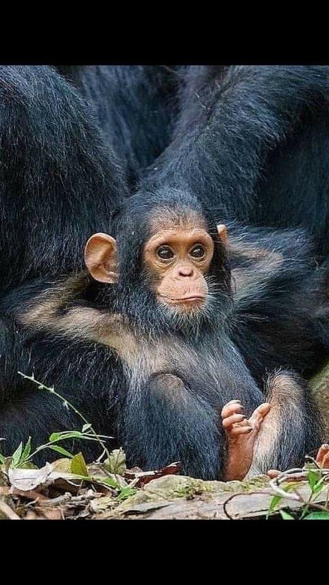 Dude, I have an opposable thumb on my foot!
Nerk-Nerk-Nerk