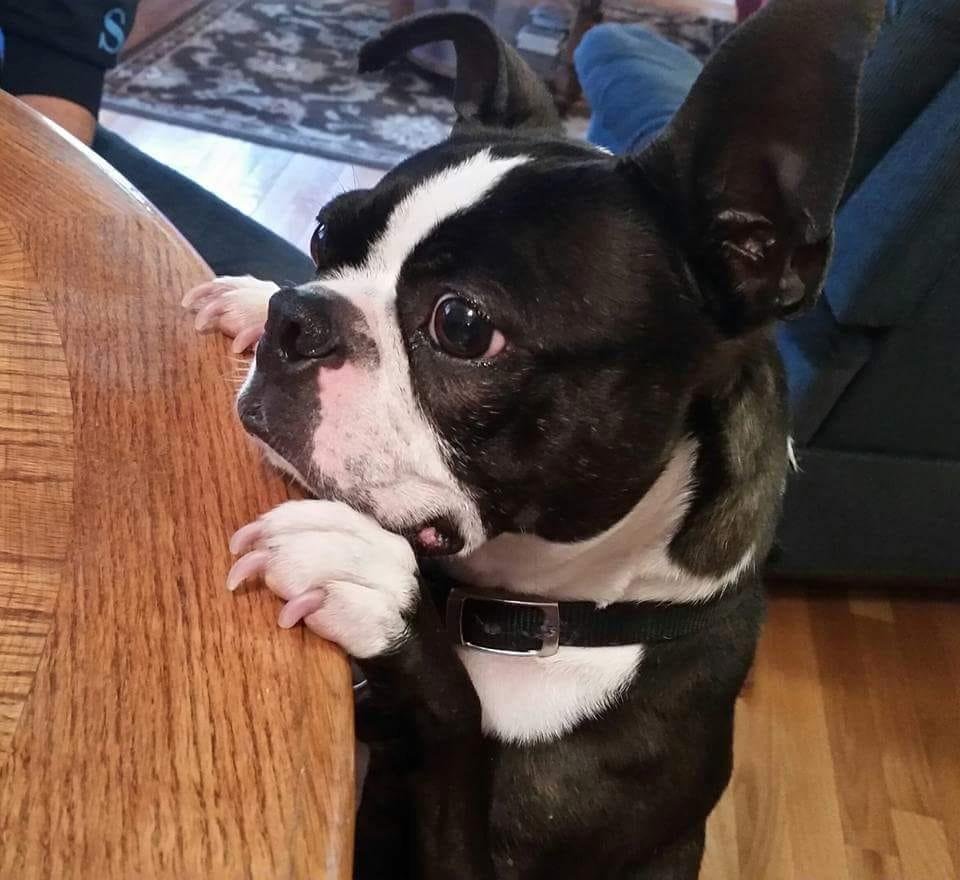 Jack at table looking for treats