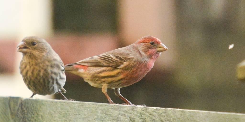 Birds that feed at my window bird feeders
The House Finch. It is a year round and widespread resident here in gardens and parks. The male is either red or orange on the head and breast while the female is streaked with bro