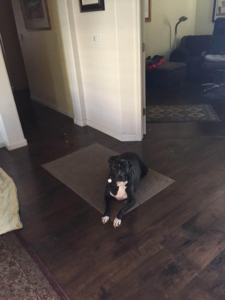 Peaches getting ready to go to the doc.