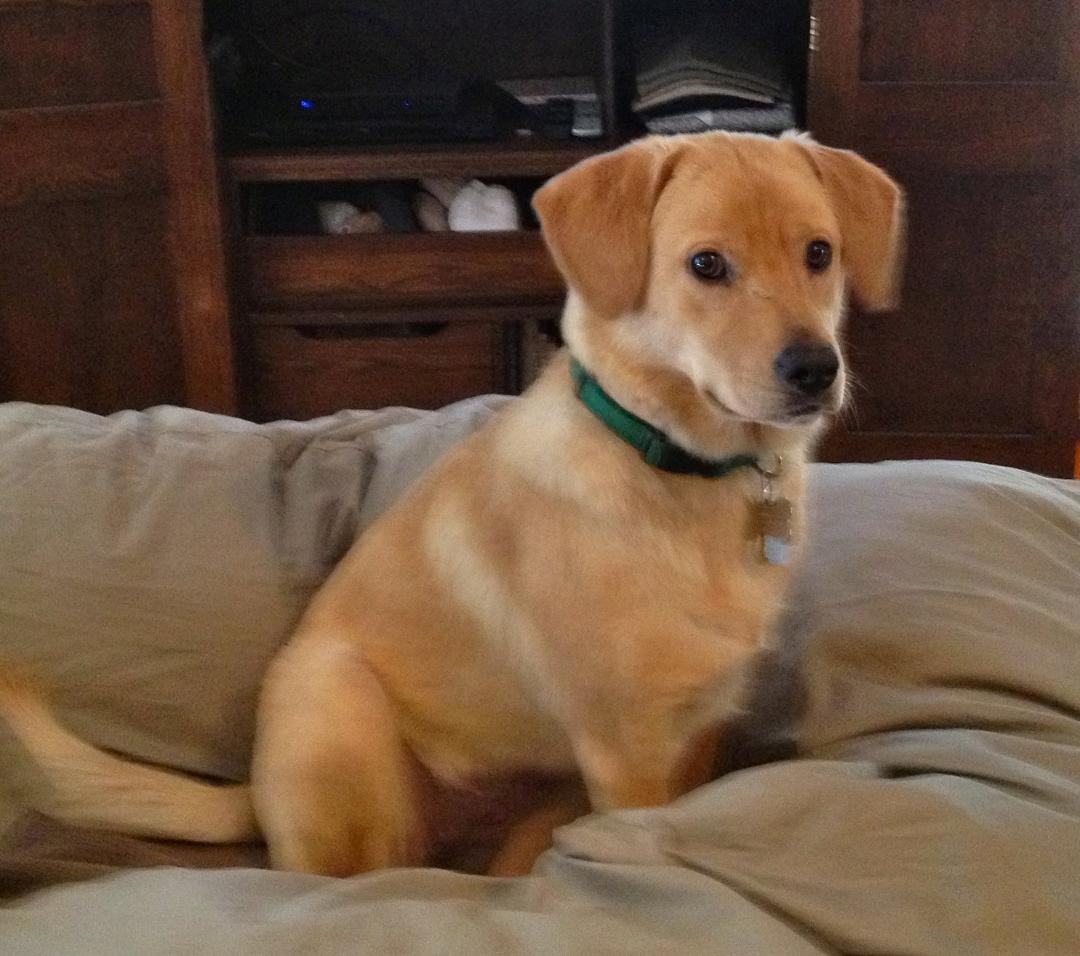 May I introduce the newest member of our family. Her name is MOLLI and she is 8 months old. We adopted Molli from the Golden Retriever Rescue in Raleigh, NC. She is such a sweet little puppy!