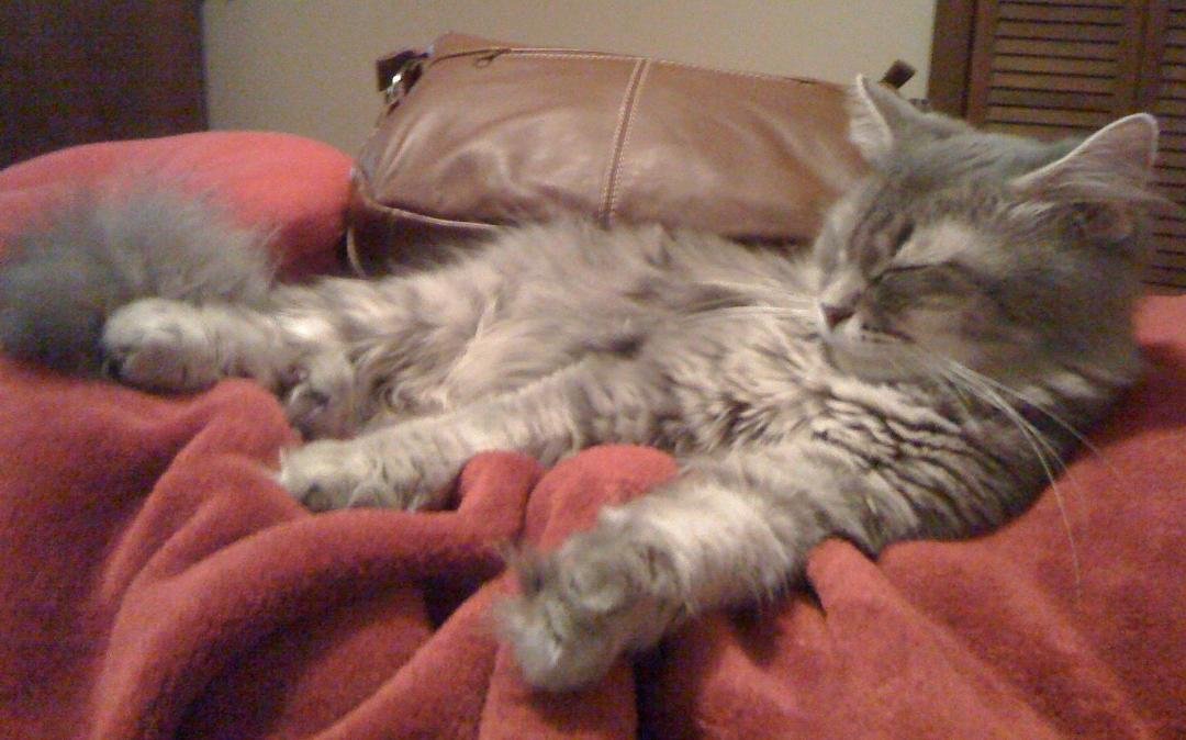 Bixie died 31May2012 wound infection fighting with Mokey.