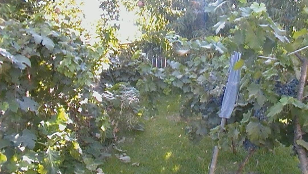 Mark Alves' album, Garden..