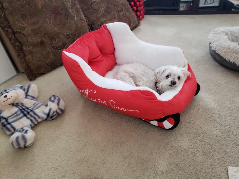 Look at my Mom's dog, Snowball. He has a Santa 🎅 Sleighbell bed. He is 18 or 19 years old. He is living the life with his owner, that I gave him too. As hard as it was to give him away he is living the best life ever. She 