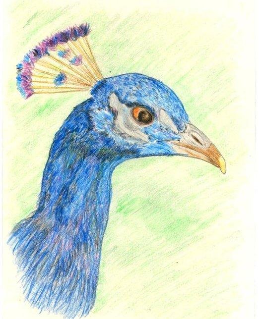 SSS's Pencil Peacock.
